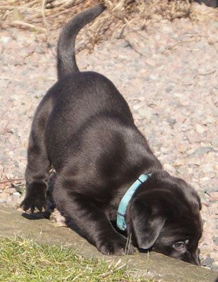 R-Kull 6 weeks